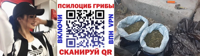 где найти   Заринск  Псилоцибиновые грибы мухоморы 